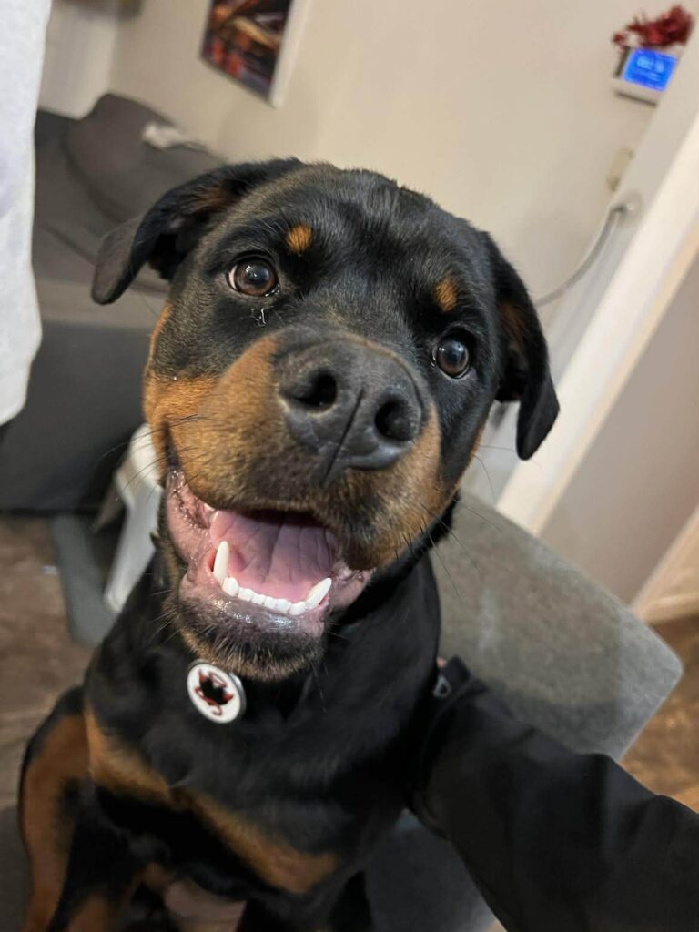 Attestation-Chiens-de-Categories-1-et-2