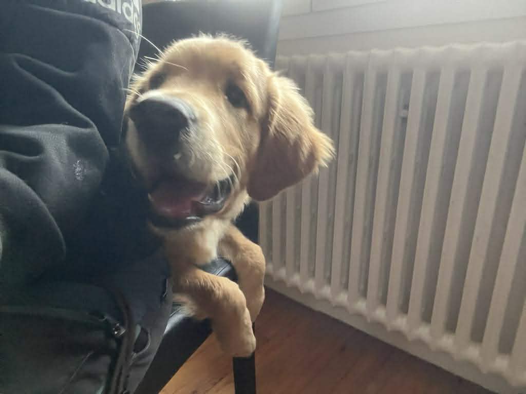 Bilan-comportemental-canin-bretagne-cotes-armor Loudeac
