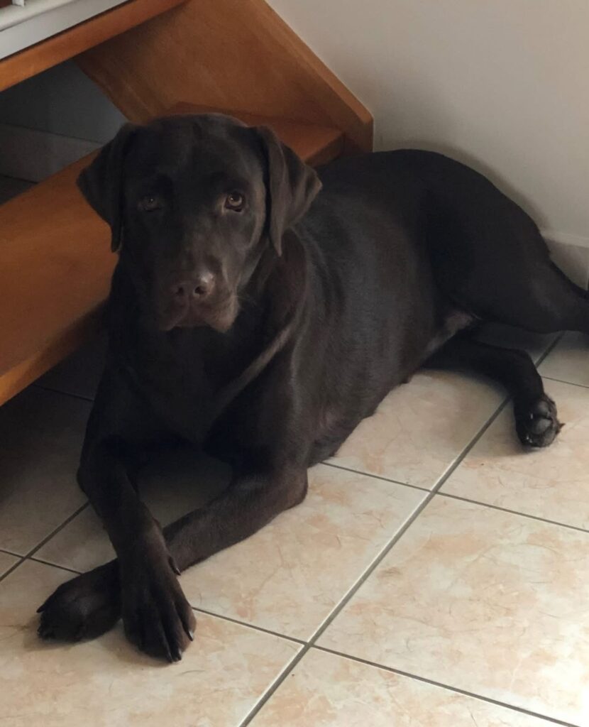 Bilan-comportemental-canin-bretagne-loudeac