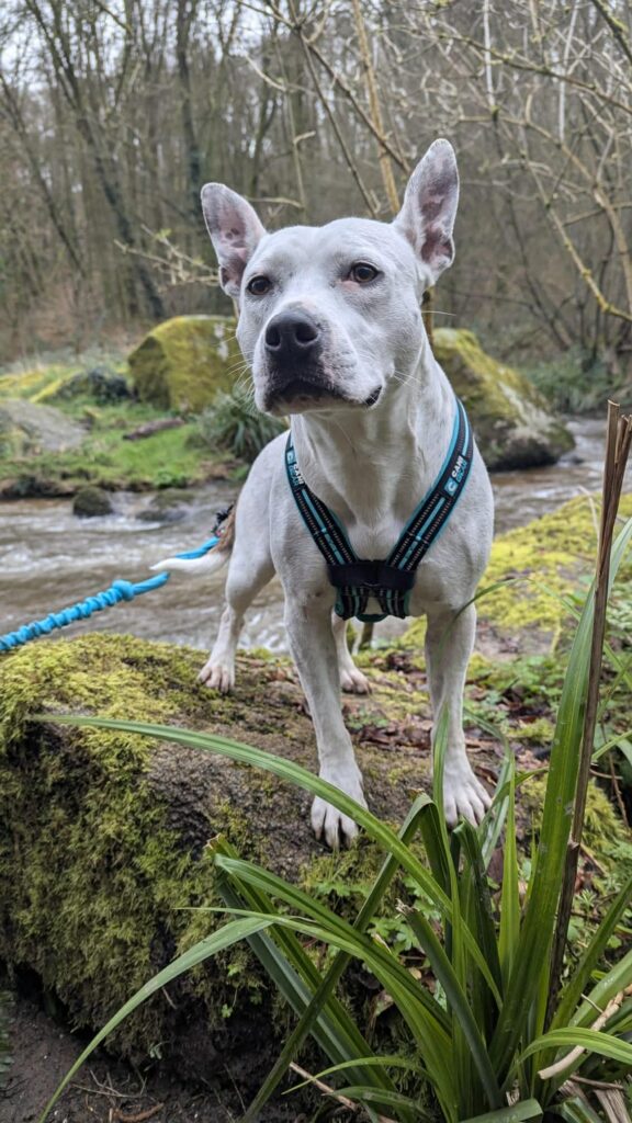 Canimarche-bretagne-cotes-armor-loudeac