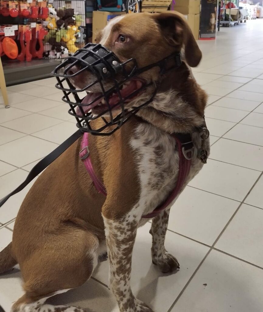 educateur-comportementaliste-canin-cotes-d-armor-Loudeac 22