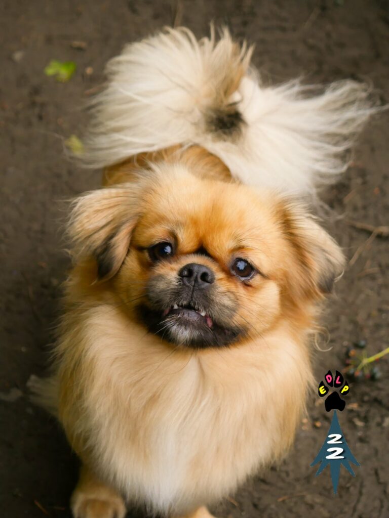 éducation canine positive