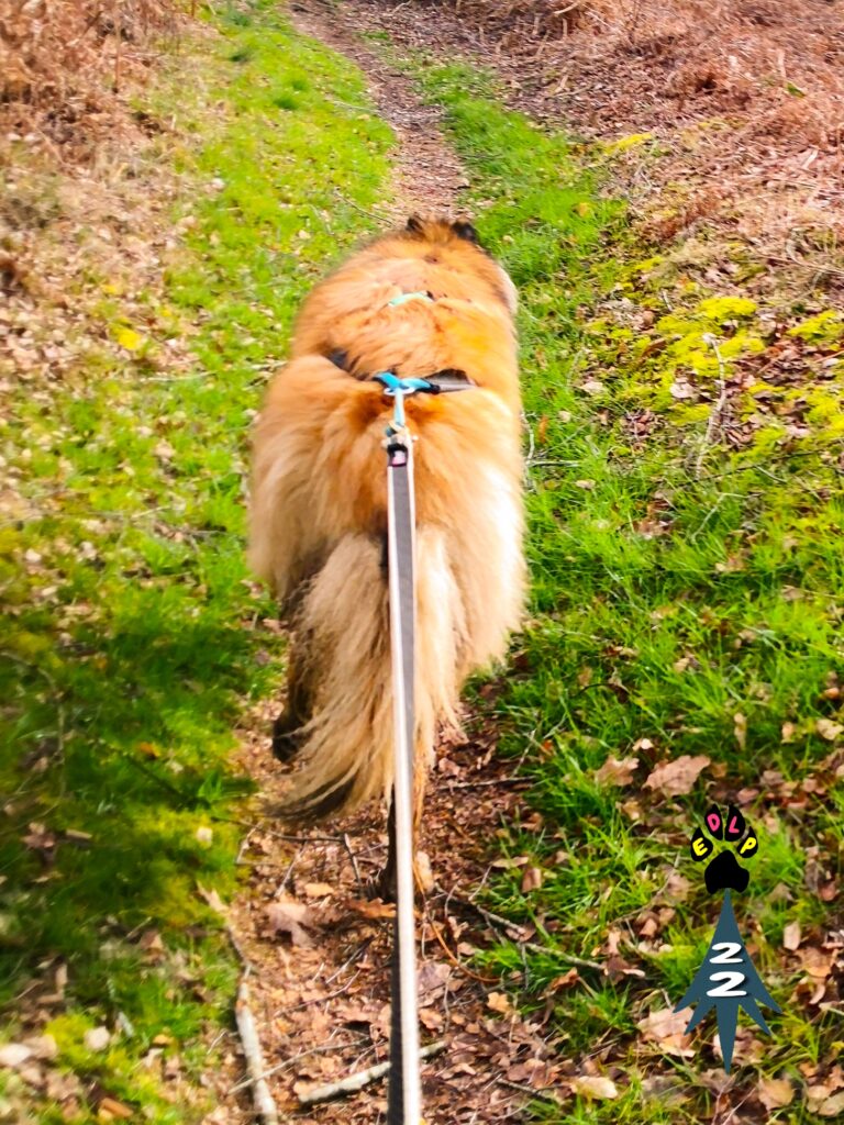 educateur-comportementaliste-canin-cotes-d-armor-Loudéac