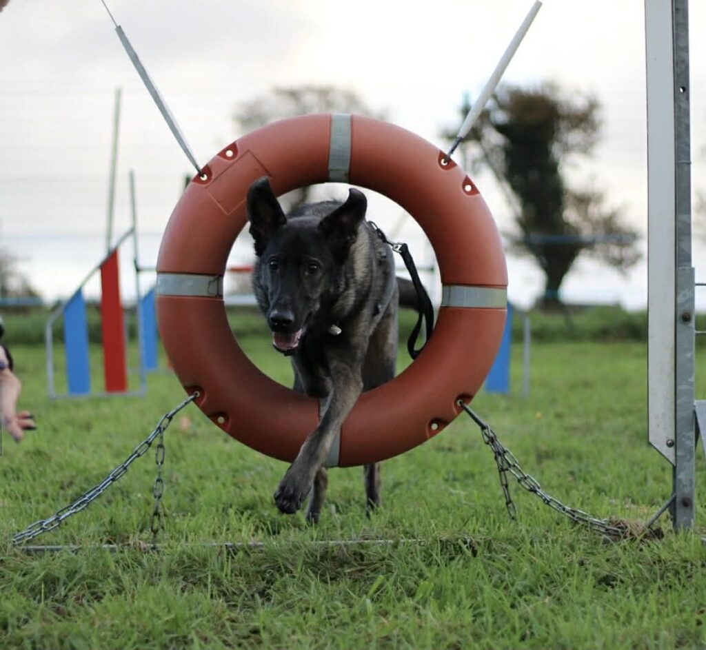 eduquer-votre-chien-chiot-bilan-comportemental-attestation-Chien-categorise
