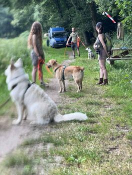 seance-education-canine-collective